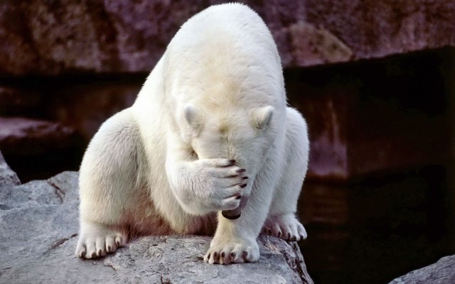 facepalm_bear_2-1920x1200